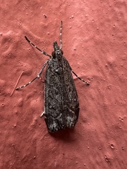 Eudonia submarginalis