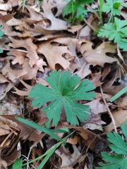 Geranium carolinianum