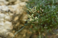 Silene cephallenia