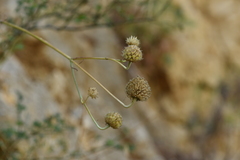Cephalaria ambrosioides
