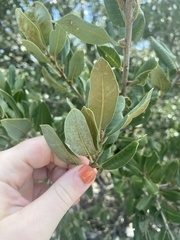 Quercus chrysolepis