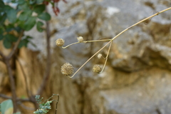 Cephalaria ambrosioides