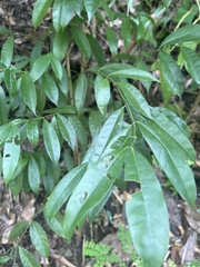 Faramea occidentalis