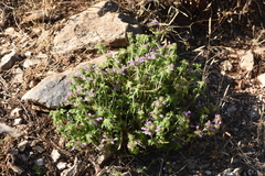 Clinopodium vulgare orientale