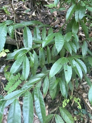 Faramea occidentalis