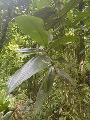 Miconia impetiolaris