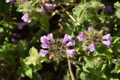 Clinopodium vulgare orientale