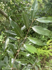 Licaria parvifolia