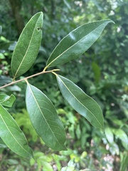 Licaria parvifolia