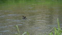Gallinula chloropus chloropus