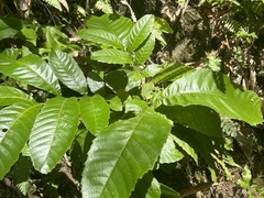 Cupania americana