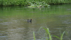Gallinula chloropus chloropus