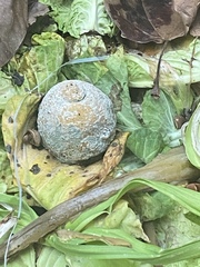 Penicillium digitatum