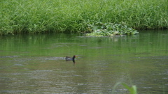 Gallinula chloropus chloropus