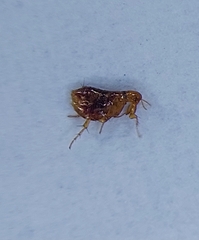 Siphonaptera