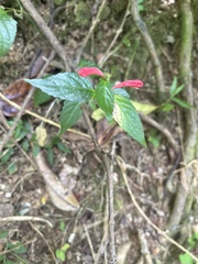 Ruellia coccinea