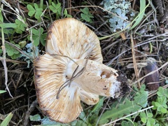 Russula cerolens