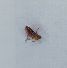 Siphonaptera