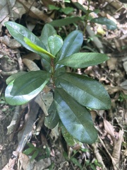 Pimenta racemosa