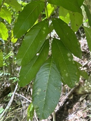 Tetragastris balsamifera