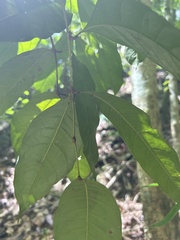 Tetragastris balsamifera