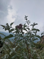 Buddleja crispa