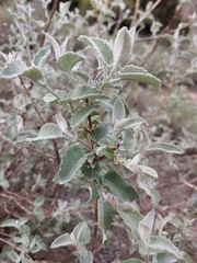 Buddleja crispa