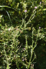 Cirsium creticum
