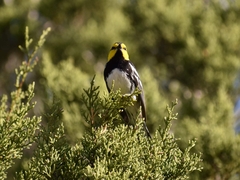 Setophaga chrysoparia