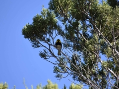 Setophaga chrysoparia