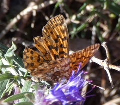 Boloria