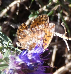 Boloria