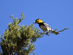 Setophaga chrysoparia