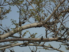 Coccotorus beijingensis