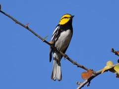 Setophaga chrysoparia