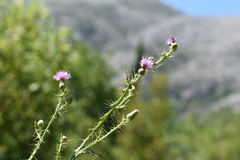 Cirsium creticum