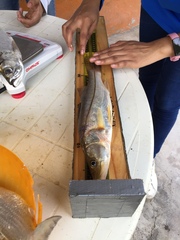 Centropomus undecimalis