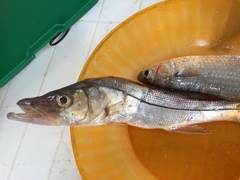 Centropomus undecimalis