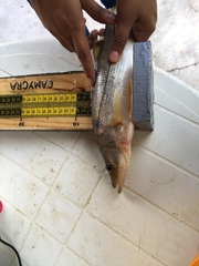 Centropomus undecimalis