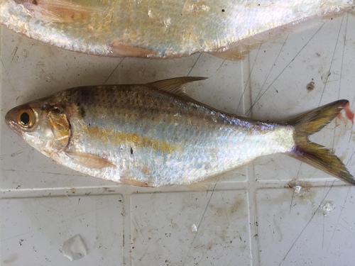 Longfin gizzard shad (Dorosoma anale) — Clupeidae — 2