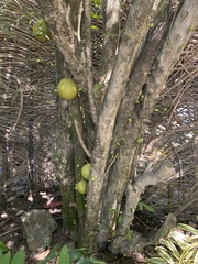 Crescentia cujete