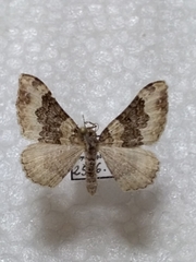 Epirrhoe galiata