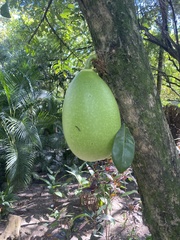 Crescentia cujete
