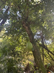 Crescentia cujete