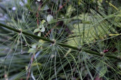 Equisetum myriochaetum