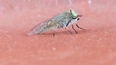 Tabanidae