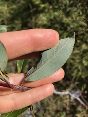 Salix daphnoides