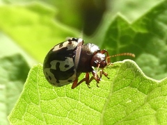 Calligrapha intermedia