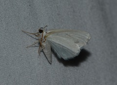 Lomographa vestaliata