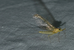 Stenacron interpunctatum